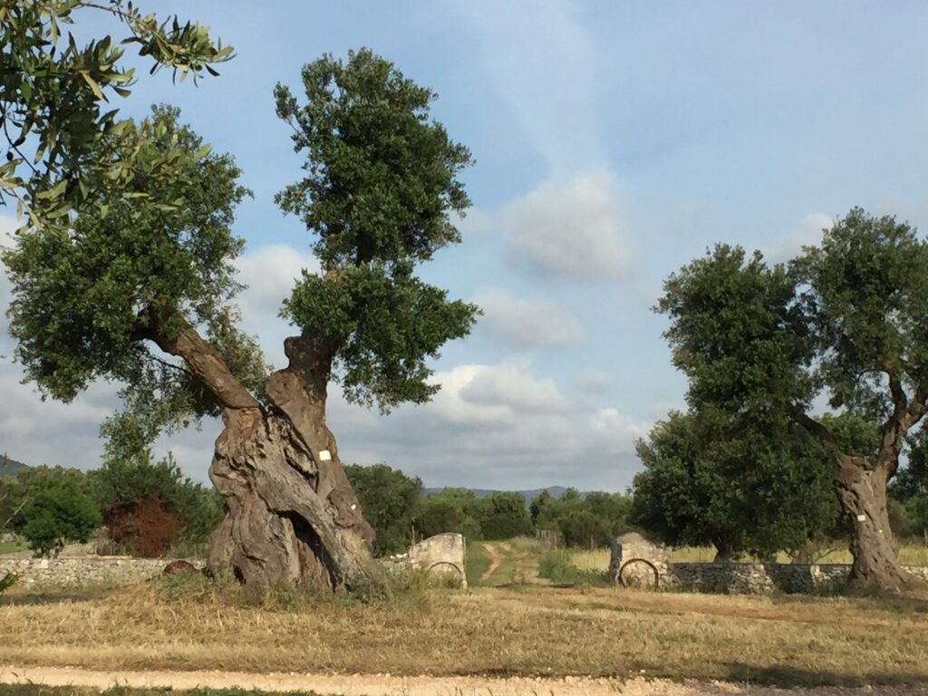 Ostuni Italy two thousand year old olive trees